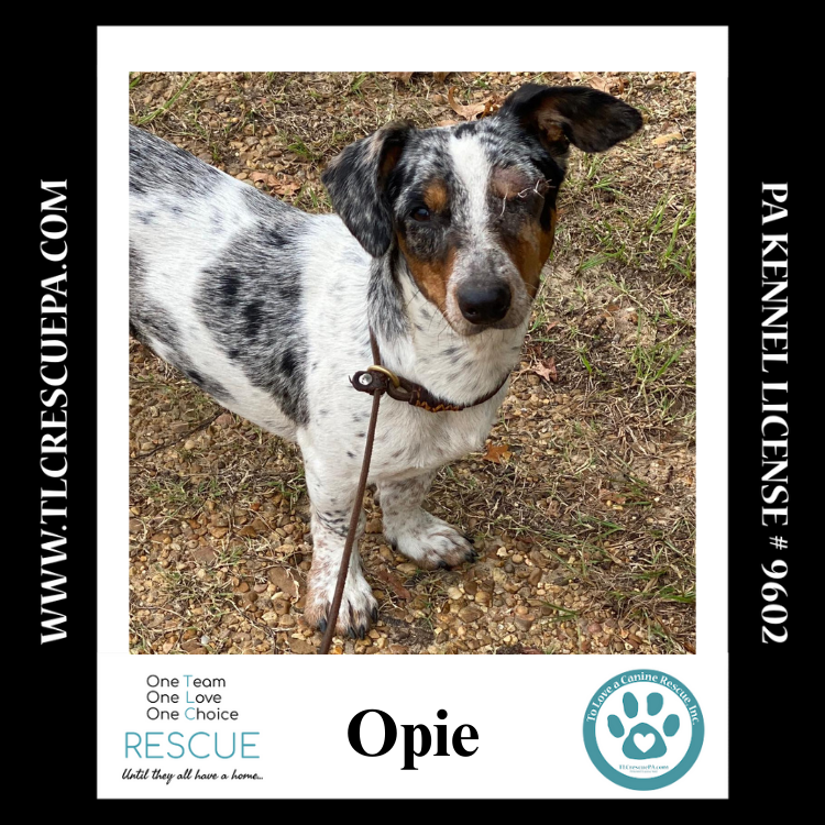 adoptable Dog in Kimberton, PA named Opie 090724