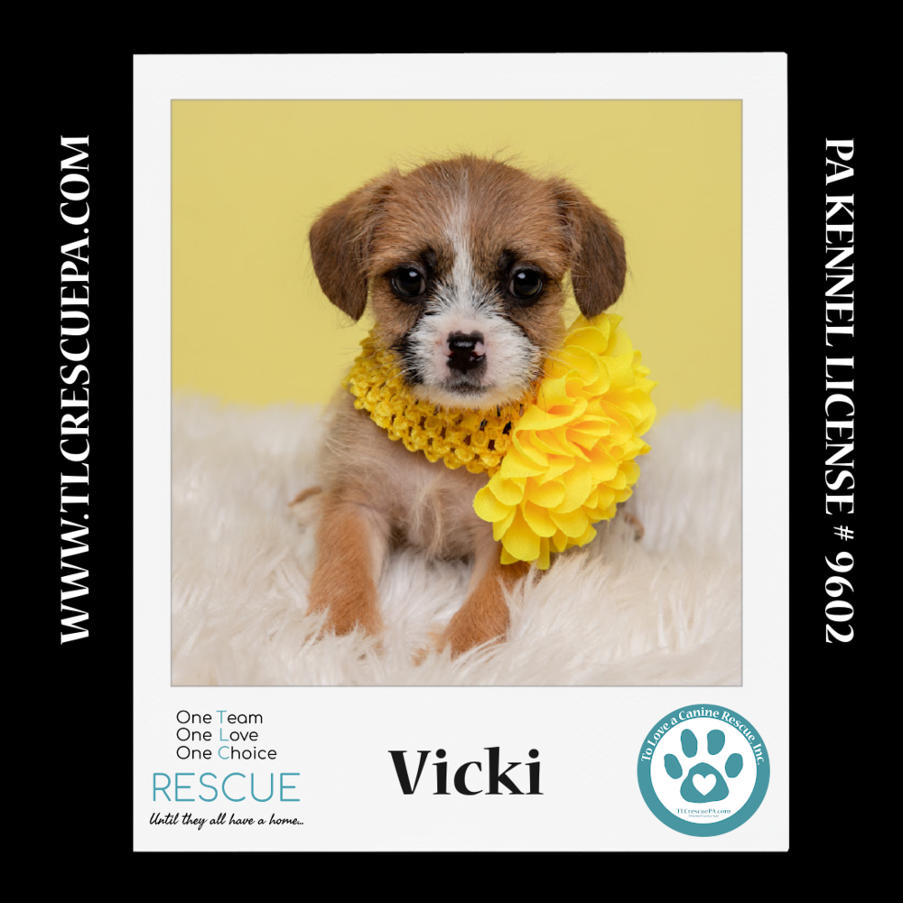 adoptable Dog in Kimberton, PA named Vicki (Ten Spots)  082424