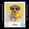 adoptable Dog in  named Vicki (Ten Spots)  082424