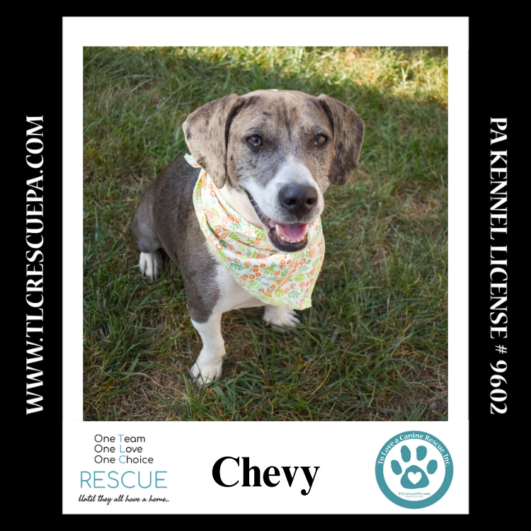 adoptable Dog in Kimberton, PA named Chevy (Mom to Blazer) 090724