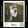 adoptable Dog in , PA named Chevy (Mom to Blazer) 090724