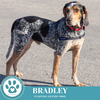 adoptable Dog in Kimberton, PA named Bradley 092124