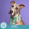 adoptable Dog in Kimberton, PA named Keba 092124