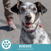 adoptable Dog in Kimberton, PA named Birdie 100524