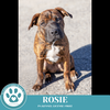 adoptable Dog in Kimberton, PA named Rosie (Dachs-hound Sisters) 100524