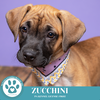 adoptable Dog in Kimberton, PA named Zucchini (Maggie