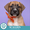 adoptable Dog in Kimberton, PA named Scallion (Maggie