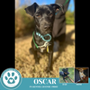 adoptable Dog in  named Oscar (Ooh Boys) 110224