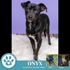 adoptable Dog in  named Onyx (Ooh Boys) 110224