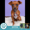 adoptable Dog in  named Otto (Ooh Boys) 110224