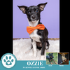 adoptable Dog in  named Ozzie (Ooh Boys) 110224