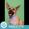 adoptable Dog in  named Brigette 111624