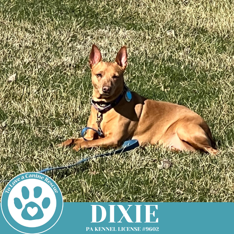Dixie 030125
