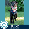 adoptable Dog in kimberton, PA named Jude (Jabberwockies) 030125
