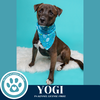 adoptable Dog in kimberton, PA named Yogi 030825