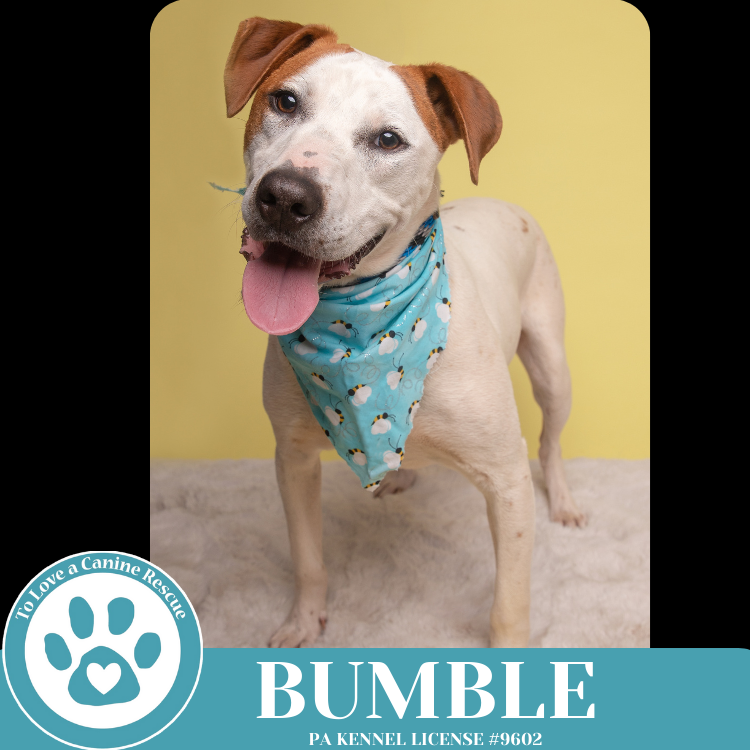 adoptable Dog in Kimberton, PA named Bumble (Patchwork Pups) 032225