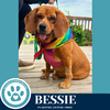 adoptable Dog in Kimberton, PA named Bessie 040525
