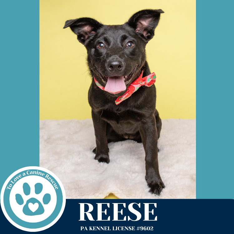 adoptable Dog in Kimberton, PA named Reese (Cocoa Crew) 051025