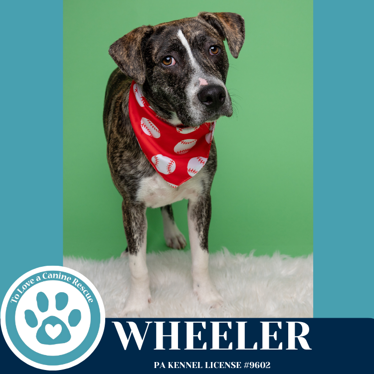 adoptable Dog in Kimberton, PA named Wheeler (Philly Fanatics) 052425