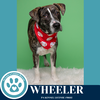 adoptable Dog in kimberton, PA named Wheeler (Philly Fanatics) 052425