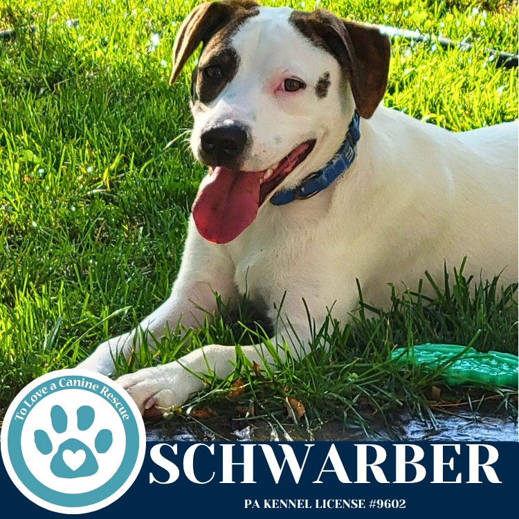 adoptable Dog in Kimberton, PA named Schwarber (Philly Fanatics) 052425