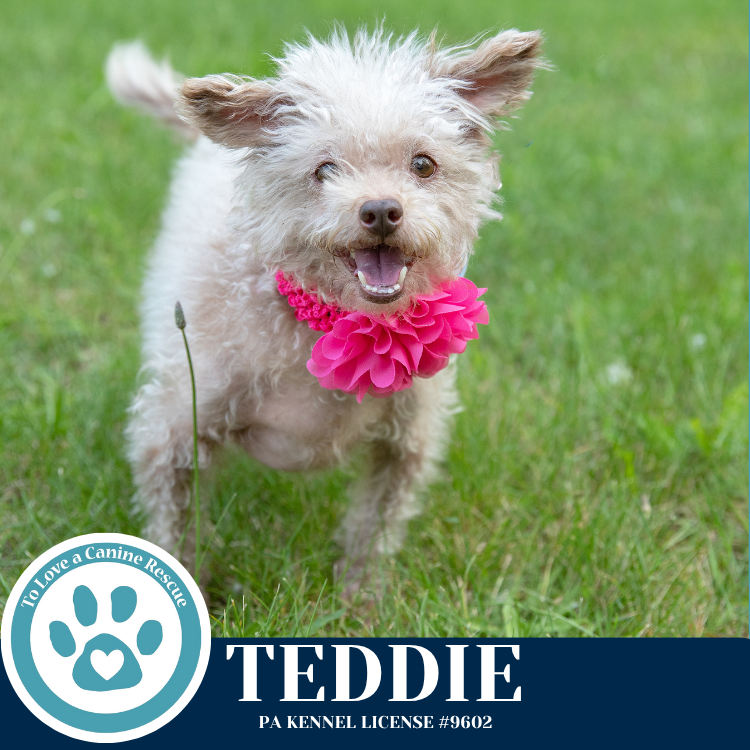 adoptable Dog in Kimberton, PA named Teddie 053125