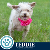 adoptable Dog in kimberton, PA named Teddie 053125