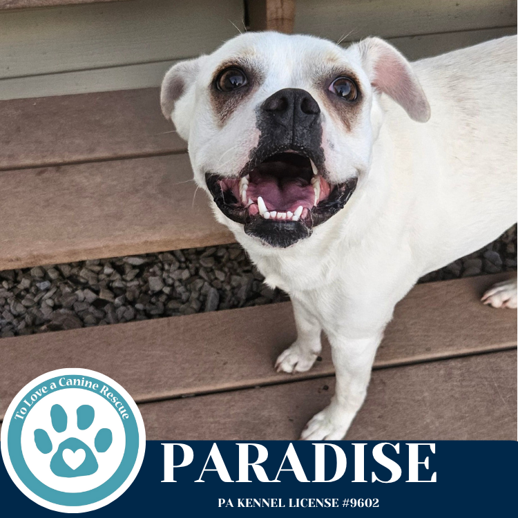adoptable Dog in Kimberton, PA named Paradise 053125