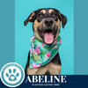 adoptable Dog in  named Abeline (The Roadtrippers) 060725