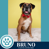 adoptable Dog in  named Bruno (Boxer Bros) 060725