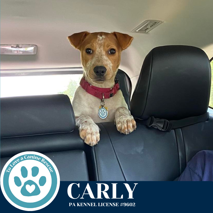 adoptable Dog in Kimberton, PA named Carly (Connie's Kiddos) 060725