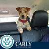 adoptable Dog in  named Carly (Connie