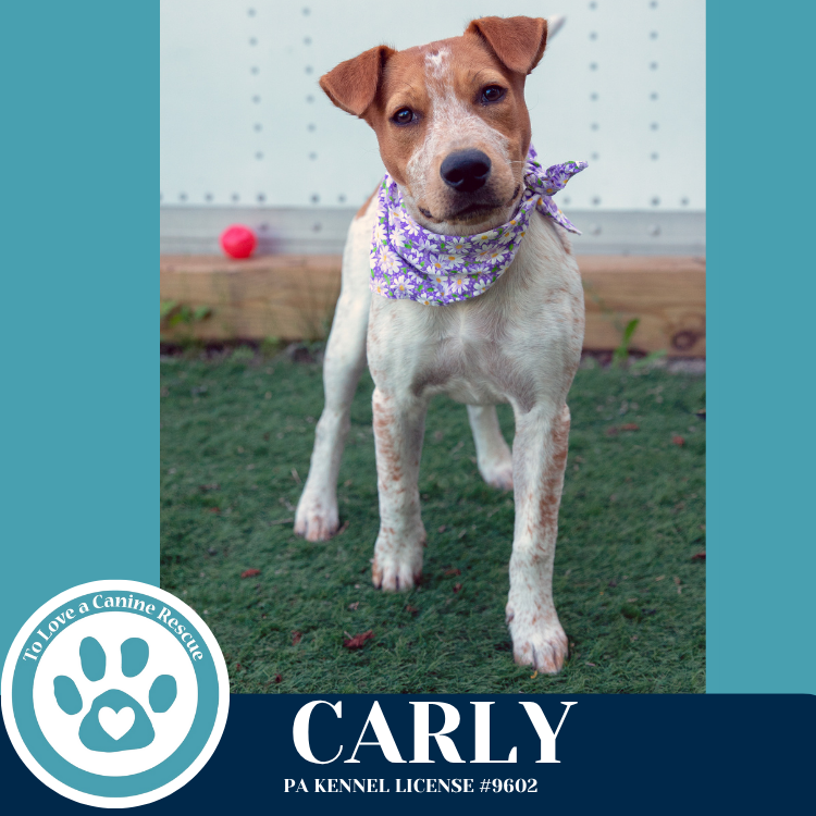 adoptable Dog in Kimberton, PA named Carly (Connie's Kiddos) 060725
