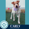 adoptable Dog in Kimberton, PA named Carly (Connie