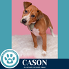 adoptable Dog in  named Cason (Connie