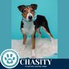 adoptable Dog in kimberton, PA named Chasity (Connie