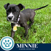 adoptable Dog in kimberton, PA named Minnie 060725