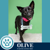 adoptable Dog in kimberton, PA named Olive 060725