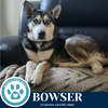 adoptable Dog in  named Bowser 062125