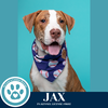 adoptable Dog in kimberton, PA named Jax (Snow White