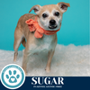 adoptable Dog in kimberton, PA named Sugar (Daisy