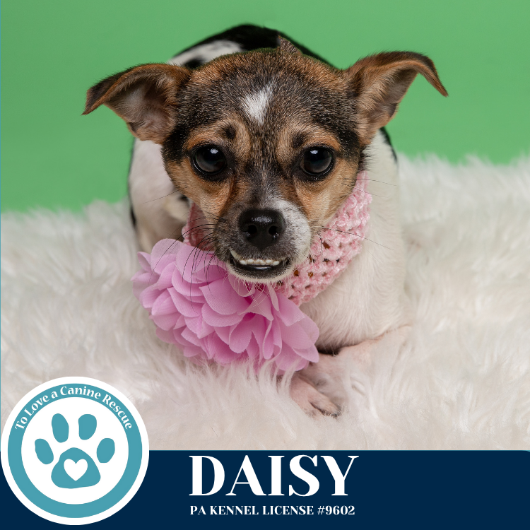 adoptable Dog in Kimberton, PA named Daisy (Sugar's Baby) 062125