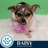 adoptable Dog in kimberton, PA named Daisy (Sugar