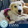 adoptable Dog in kimberton, PA named Fanny 062125