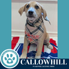 adoptable Dog in  named Callowhill (Yous Guys Gang) 062125