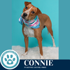adoptable Dog in kimberton, PA named Connie (Mom to Connie