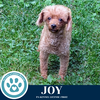 adoptable Dog in kimberton, PA named Joy 062125
