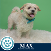 adoptable Dog in kimberton, PA named Max 062125