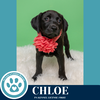adoptable Dog in kimberton, PA named Chloe (Matilda