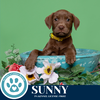 adoptable Dog in kimberton, PA named Sunny (Matilda